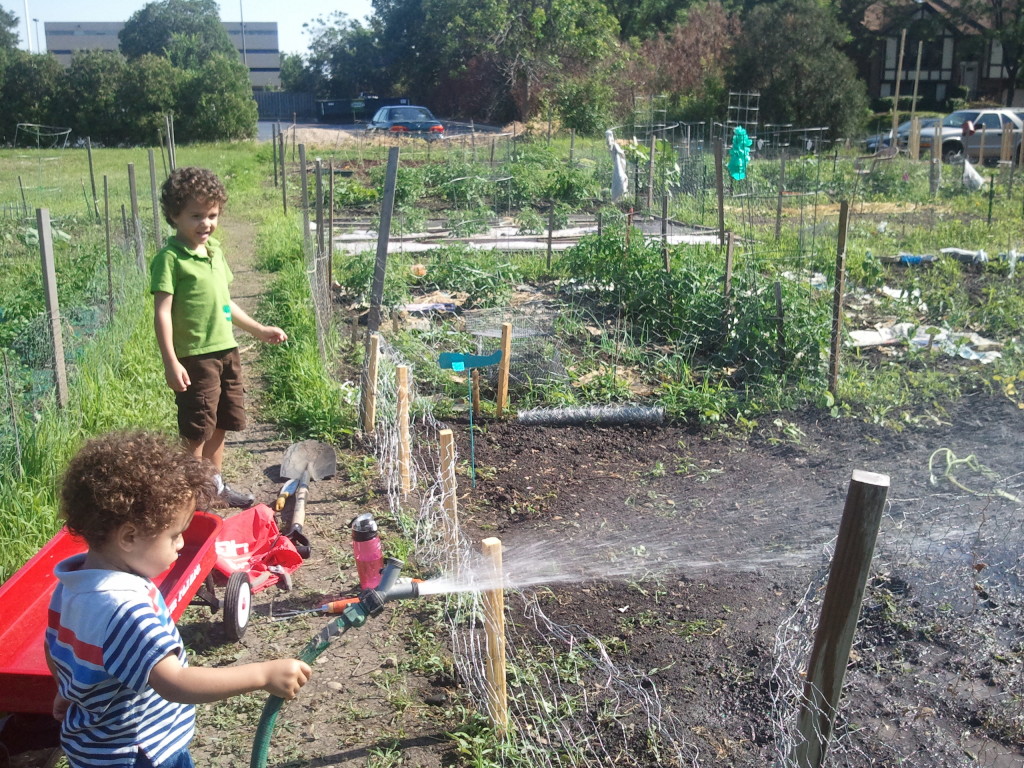 Watering our plot in the community garden. You can't quite see our plants from here, but there's a scraggle of a pumpkin plant. The rest are further back in the plot.